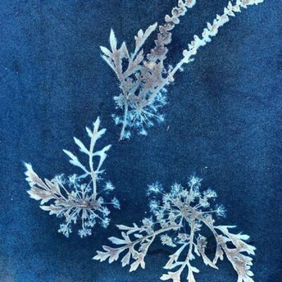 Cyanotype by Phyllis