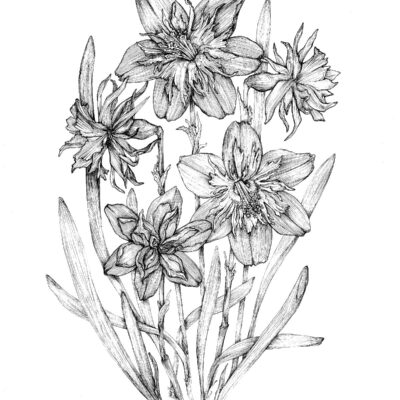 (Pen drawing, A3) Daffodils
