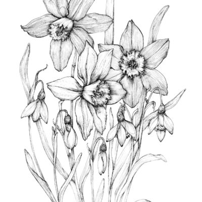 (Pen drawing, A3) Commissioned piece depicting Daffodils & Snowdrops