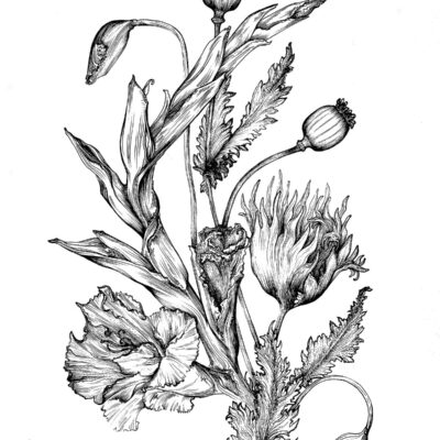 (Pen drawing, A3) Augusts Birth Flower - Gladiolus & Poppy