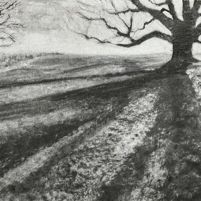 'Horse Chestnut Shadow' charcoal on paper, available to view and purchase at Venue 26, or contact sweetlimeart@gmail.com