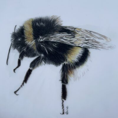 'Bumble bee' - coloured pencil on drafting film