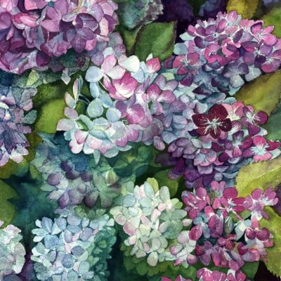 Jane Archer Threave Garden Hydrangeas-original watercolour painting. Also available as Limited Edition prints.
