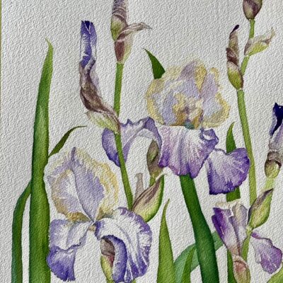 Morning Dew Irises - original watercolour painting.