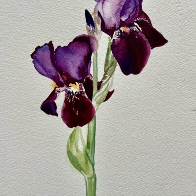 Iris - original watercolour painting.