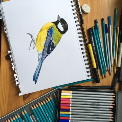 Great Tit - pencil crayon and pen drawing