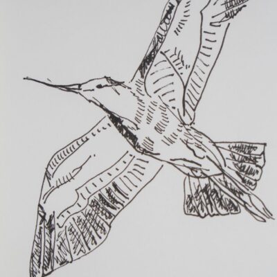 Black-tailed Godwit, pen on paper