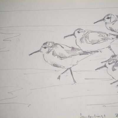 Sanderlings, pencil on paper