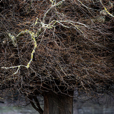 Branchlets I