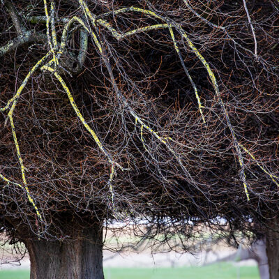 Branchlets II