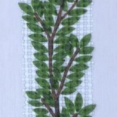 Summer Foliage