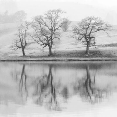 Tree Circle