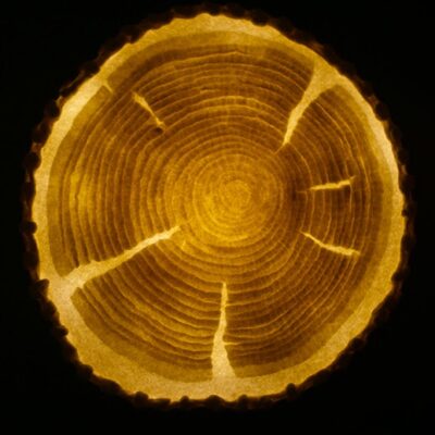 Illuminated log slice light