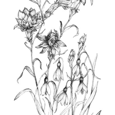 (Pen drawing, A3) Januarys Birth Flowers - Carnation & Snowdrop