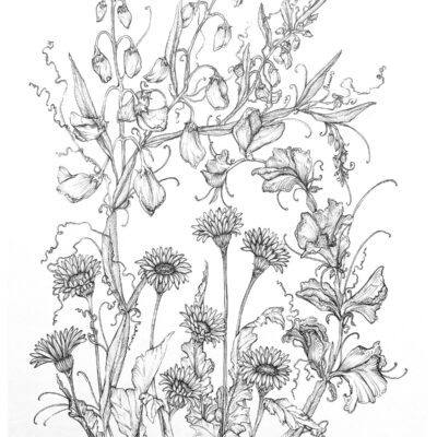 (Pen drawing, A3) Aprils Birth Flowers - Daisy & Sweetpea