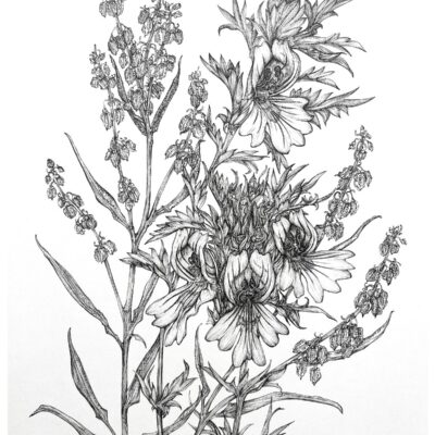 (Pen drawing, A3) Study of eyebright & sorrel to accompany work commissioned by Stans Cafe for their River Tours: the Avon project.