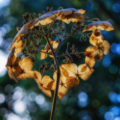 Hydrangea Head