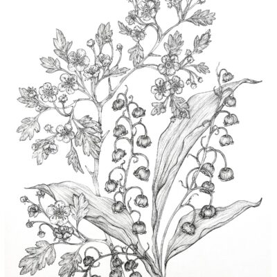 (Pen drawing, A3) Mays Birth Flowers - Lily of the Valley & Hawthorne