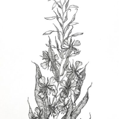 (Pen drawing, A3) Study of native British flora found along waterways. Willow herb can be identified by its light purple blooms and sage foliage.