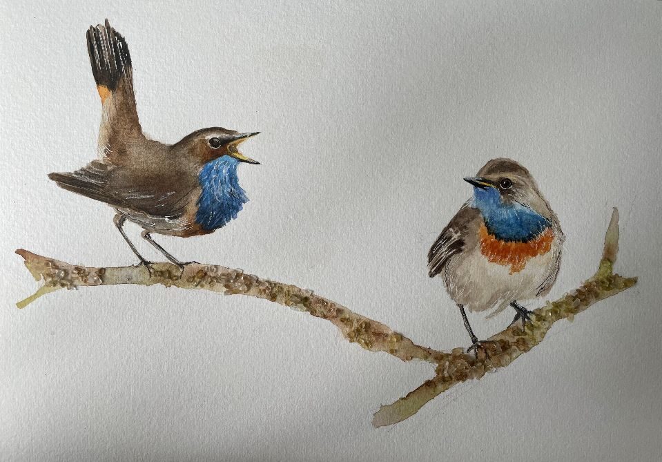 Laura Jayne Smith Watercolour Blue Throats Workshop