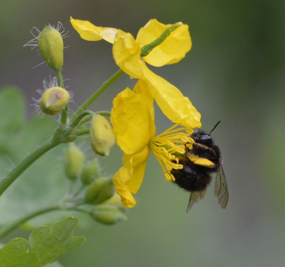 Bee Wild Event